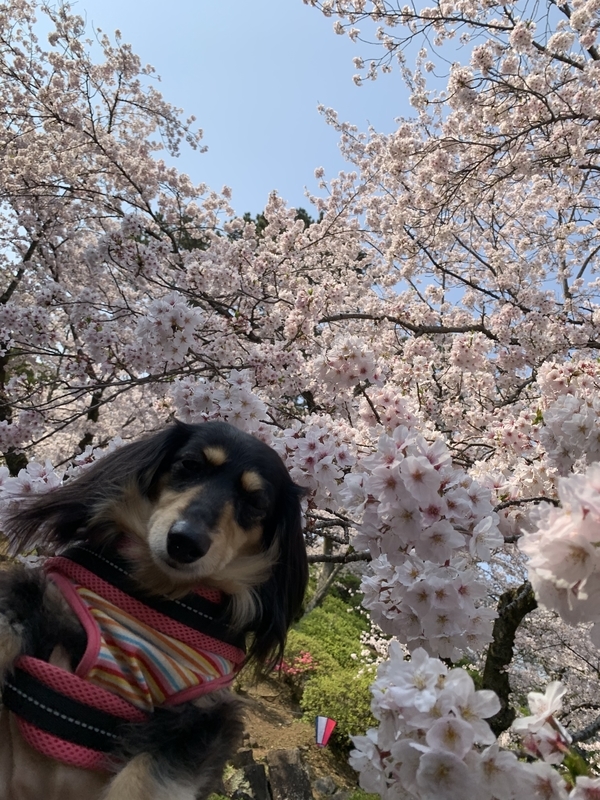 f:id:ironclaw:20190408213533j:plain f:id:ironclaw:20190408213533j:plain