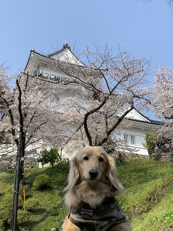 f:id:ironclaw:20190408213552j:plain f:id:ironclaw:20190408213552j:plain