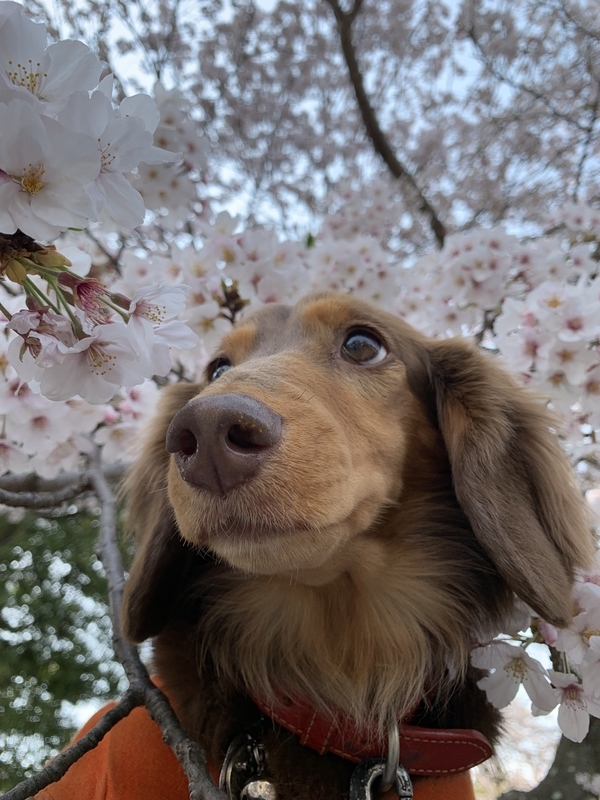 f:id:ironclaw:20190408213637j:plain f:id:ironclaw:20190408213637j:plain