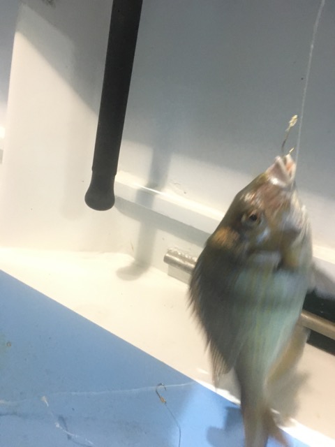 f:id:iroppu:20170817033912j:plain f:id:iroppu:20170817033912j:plain