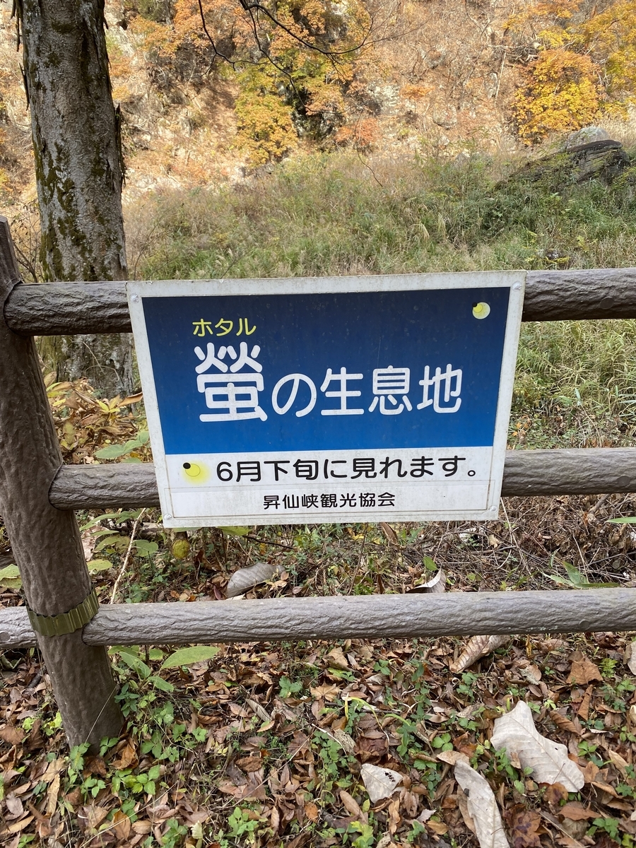 f:id:irregularY:20211203220521j:plain