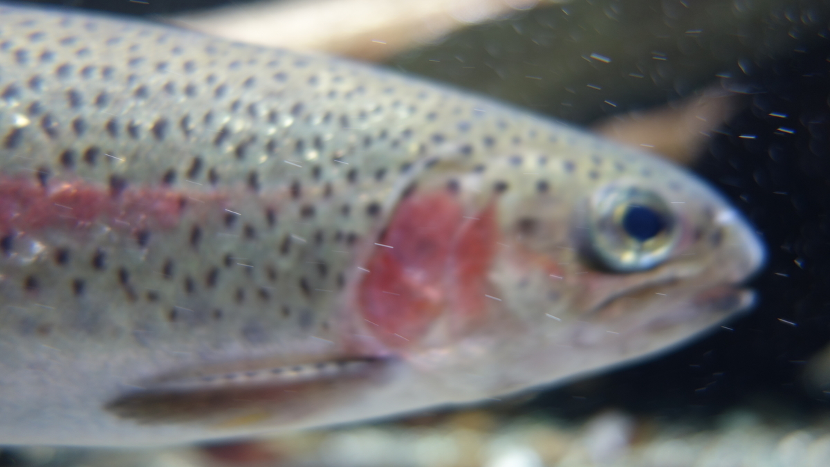 f:id:irukas980:20190513235628j:plain