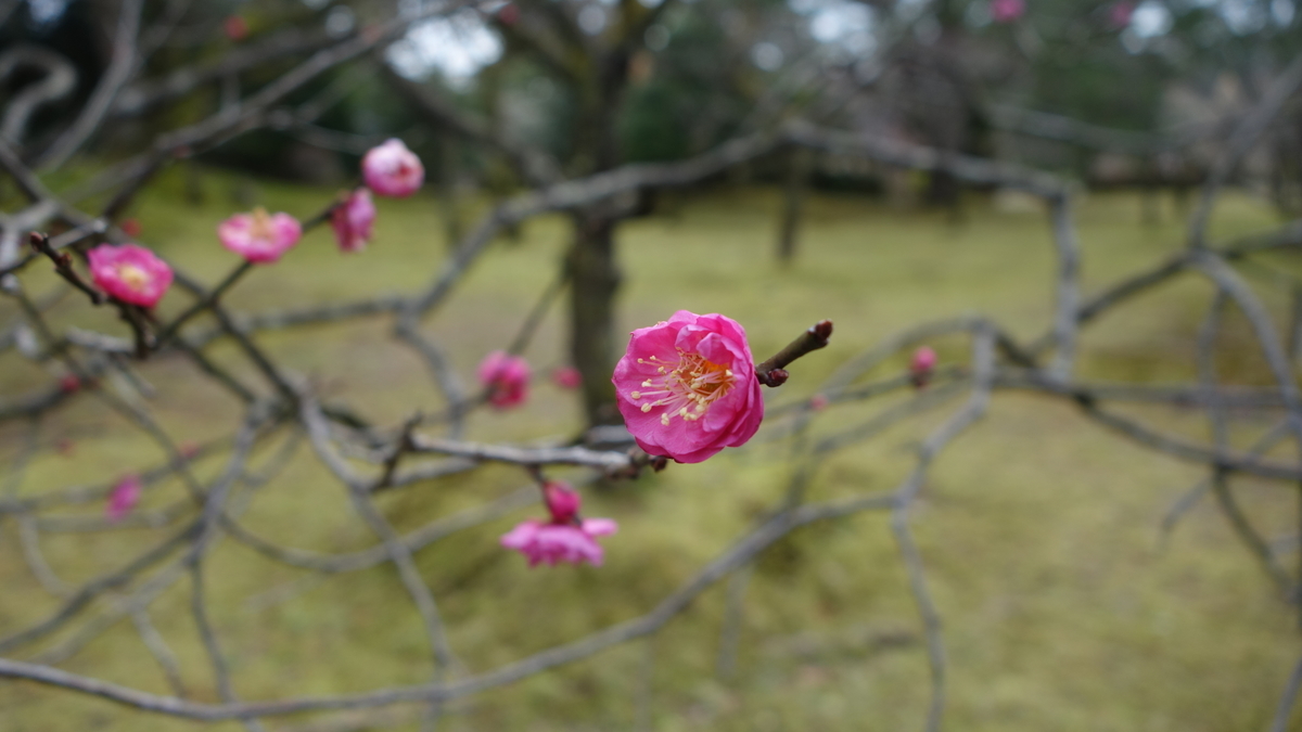 f:id:irukas980:20190522001004j:plain