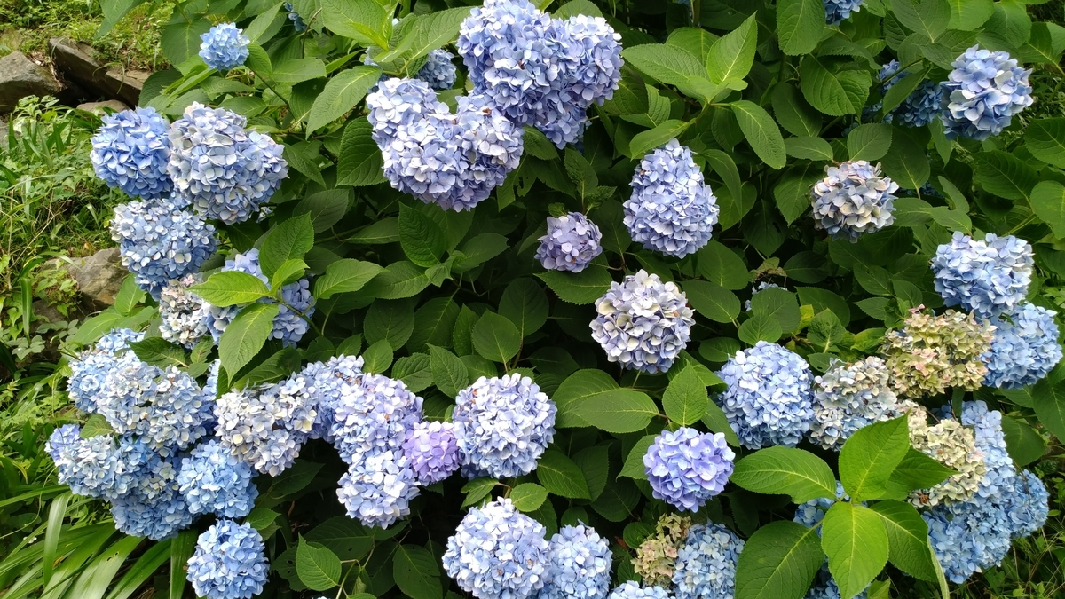f:id:irukas980:20190713155129j:plain