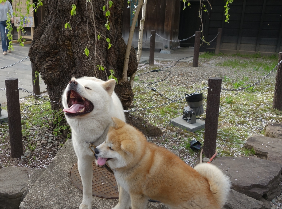 f:id:irukas980:20190713162708j:plain