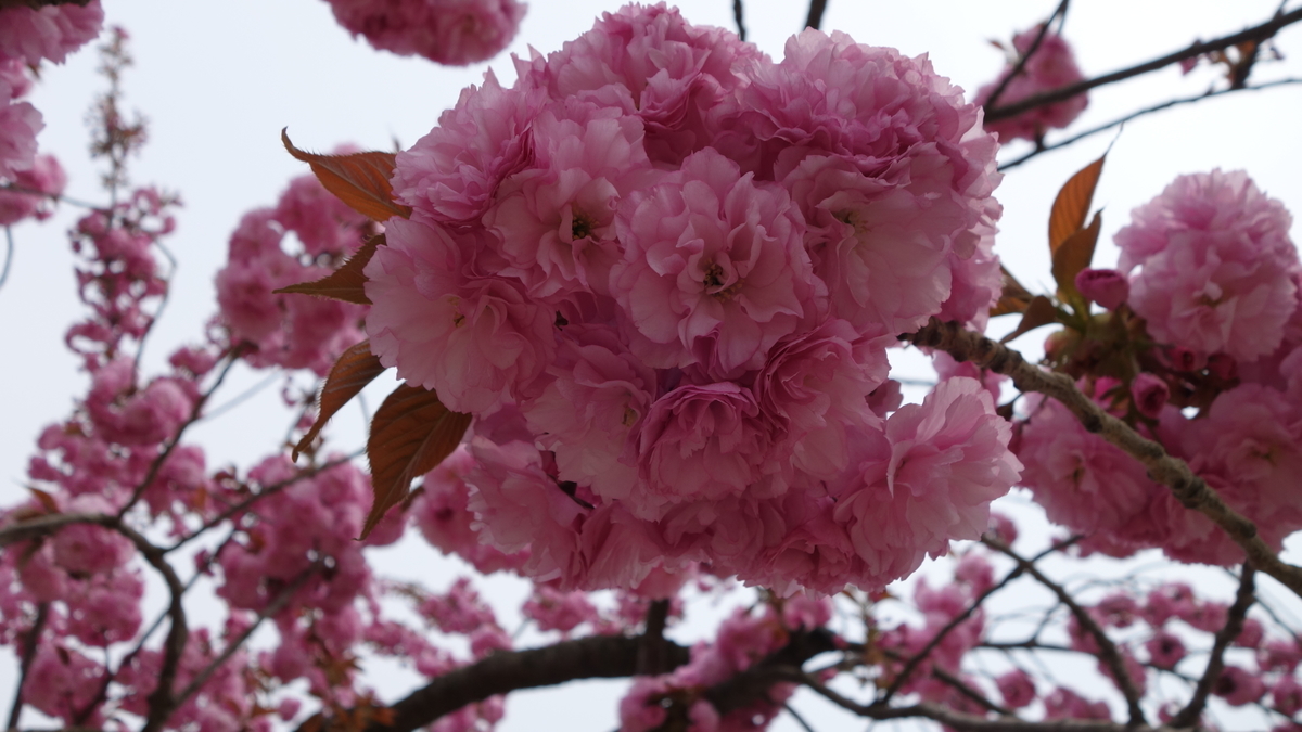 f:id:irukas980:20190714225034j:plain