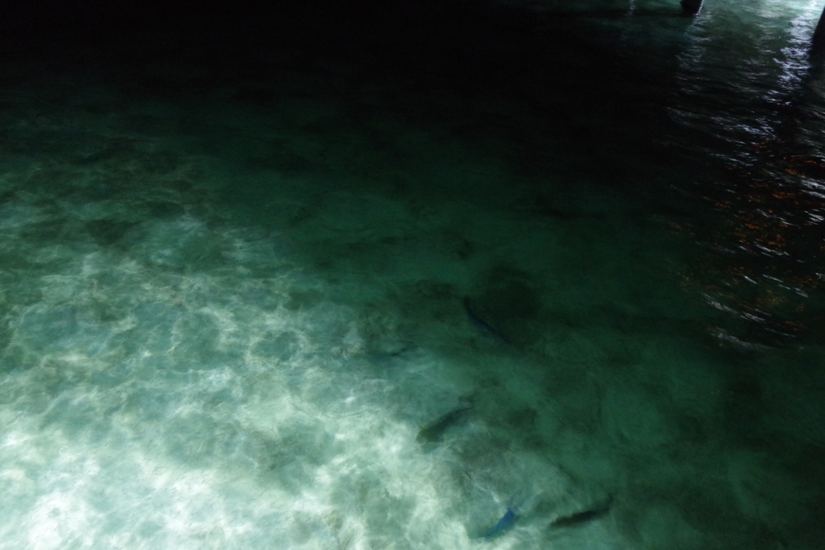 f:id:irukas980:20190810143358j:plain f:id:irukas980:20190810143358j:plain