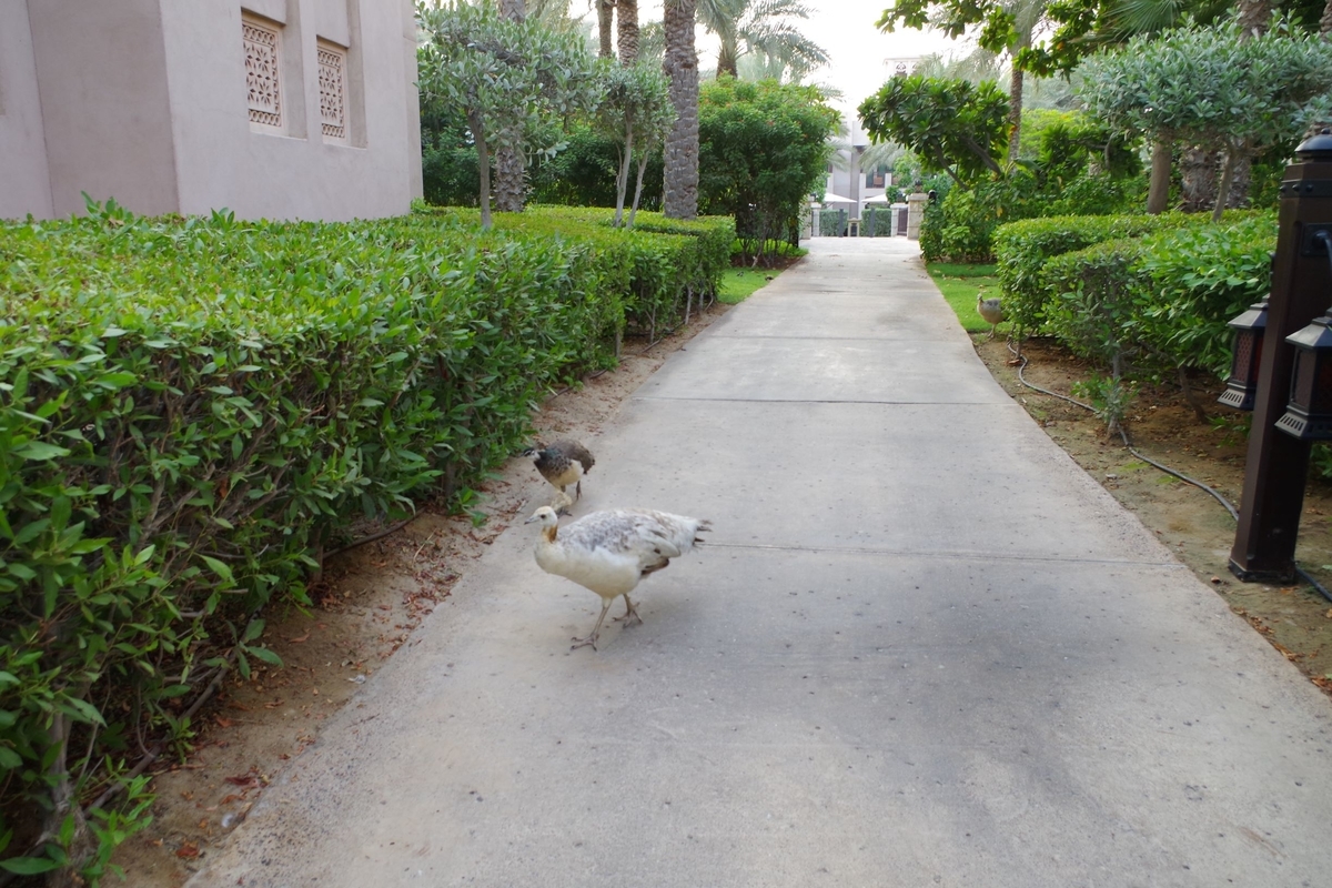 f:id:irukas980:20190814081549j:plain f:id:irukas980:20190814081549j:plain