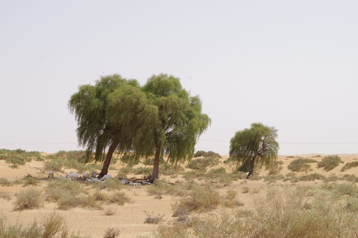 f:id:irukas980:20190815232232j:plain f:id:irukas980:20190815232232j:plain