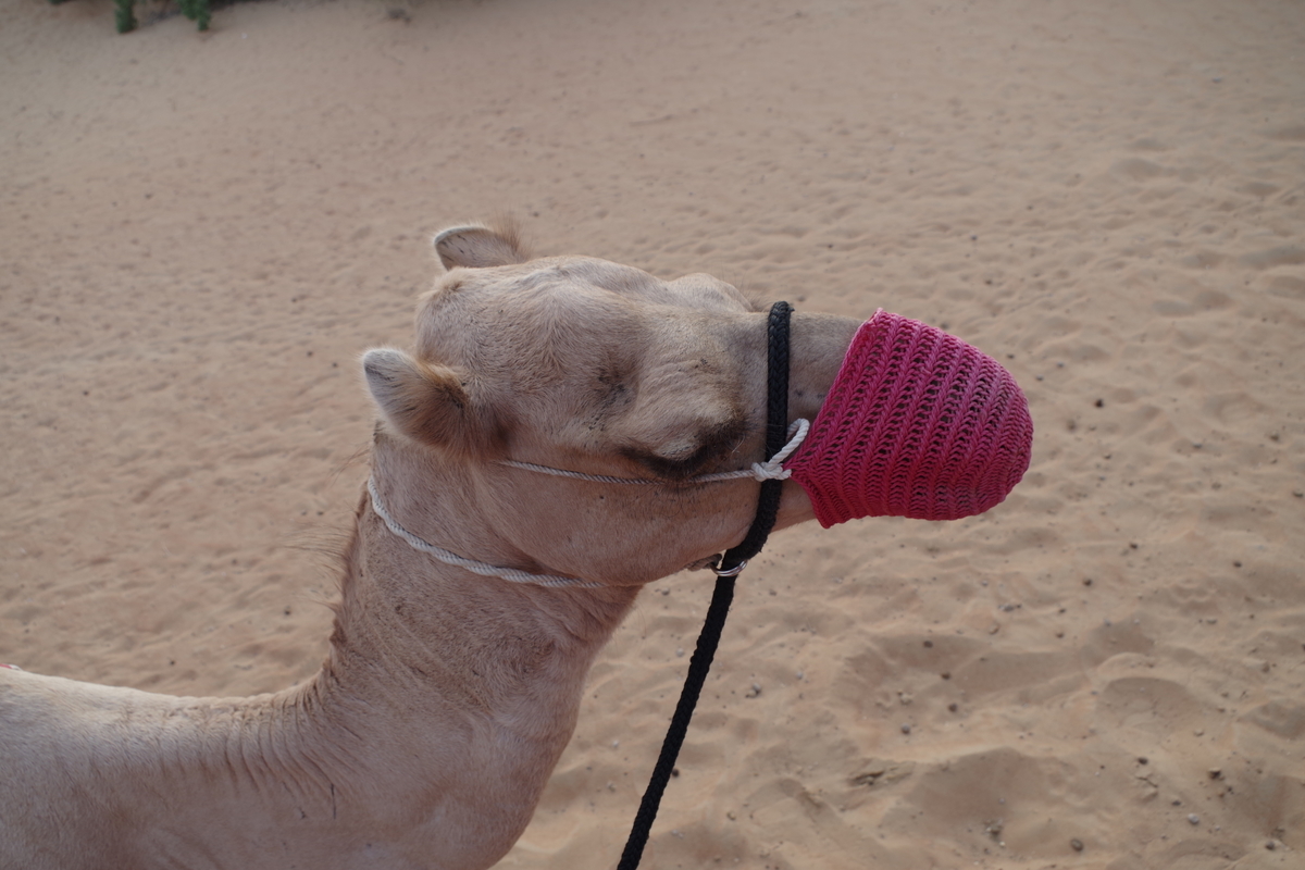 f:id:irukas980:20190816011704j:plain f:id:irukas980:20190816011704j:plain