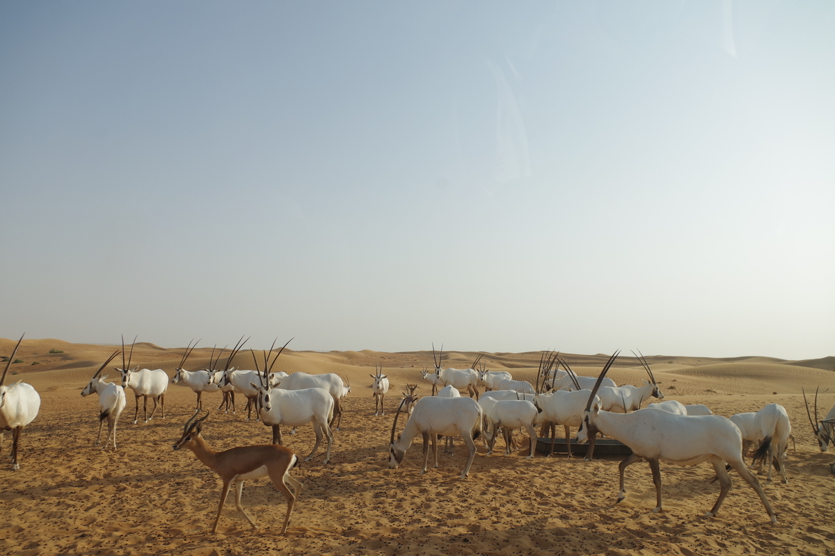 f:id:irukas980:20190821215211j:plain f:id:irukas980:20190821215211j:plain