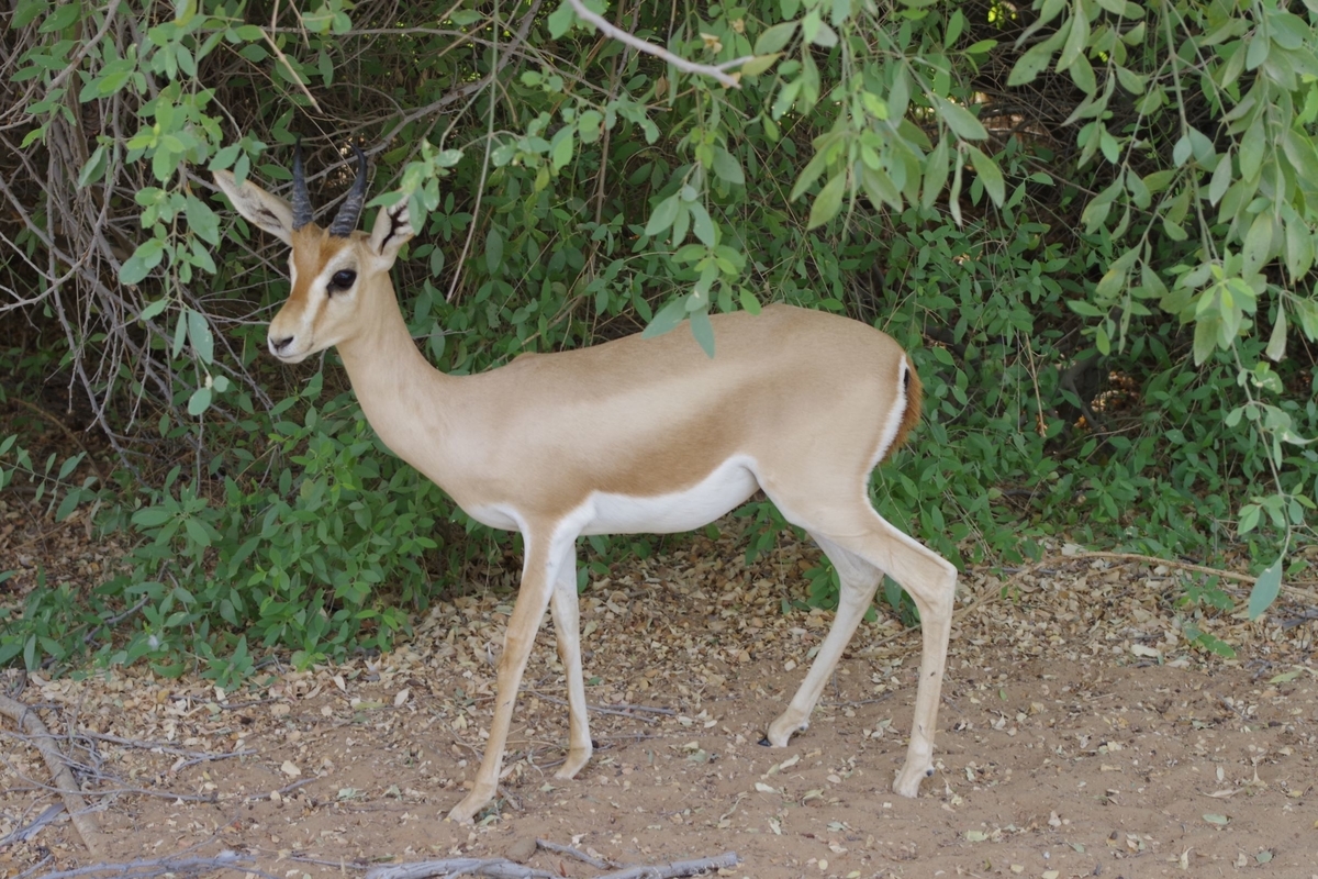 f:id:irukas980:20190821220857j:plain f:id:irukas980:20190821220857j:plain