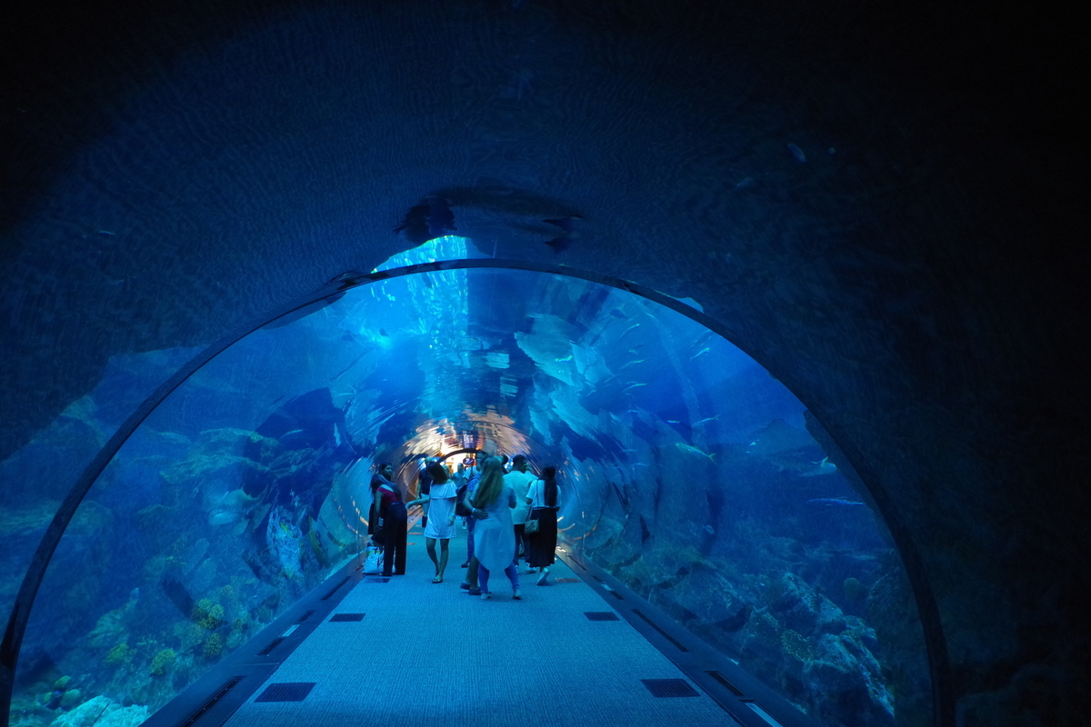 f:id:irukas980:20190822211819j:plain f:id:irukas980:20190822211819j:plain