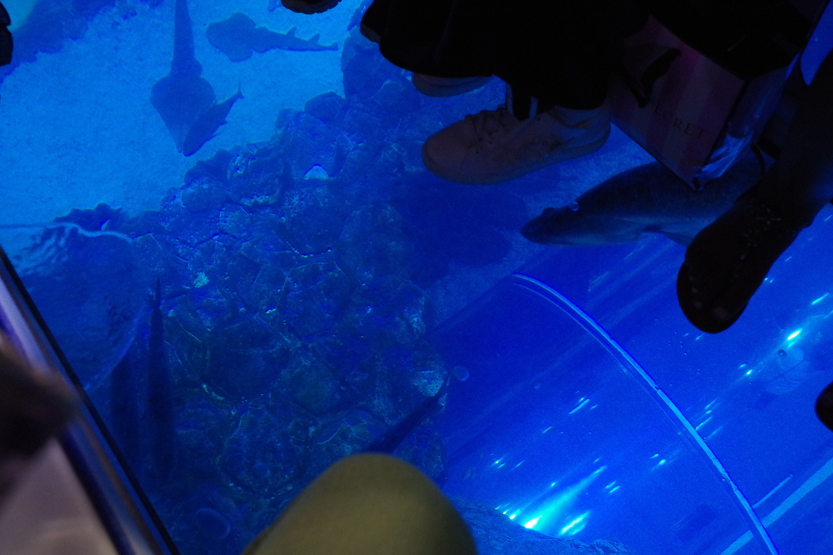 f:id:irukas980:20190822212002j:plain f:id:irukas980:20190822212002j:plain