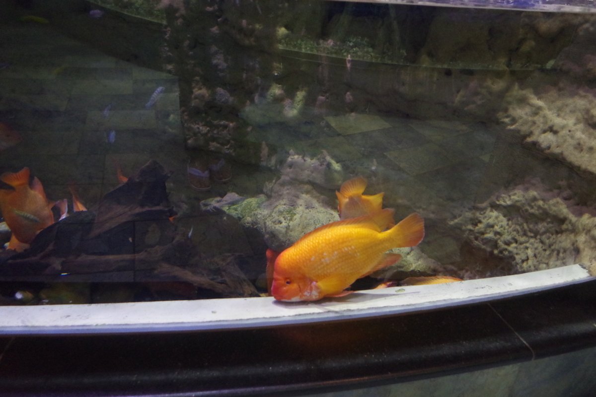 f:id:irukas980:20190822212355j:plain f:id:irukas980:20190822212355j:plain