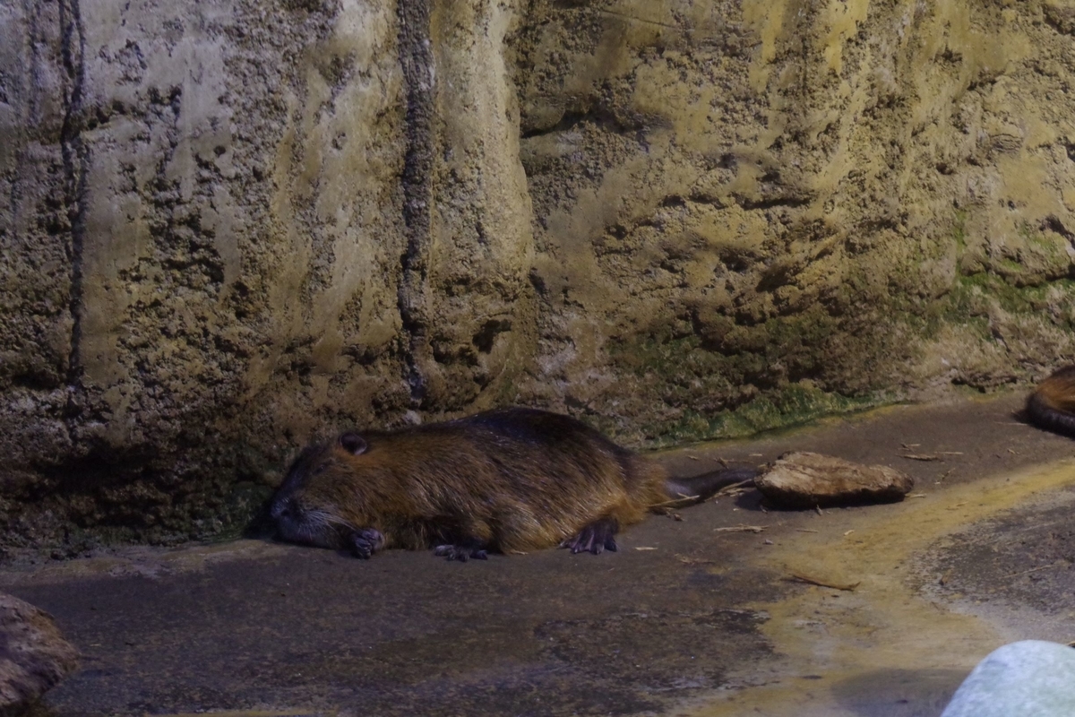 f:id:irukas980:20190822212635j:plain f:id:irukas980:20190822212635j:plain