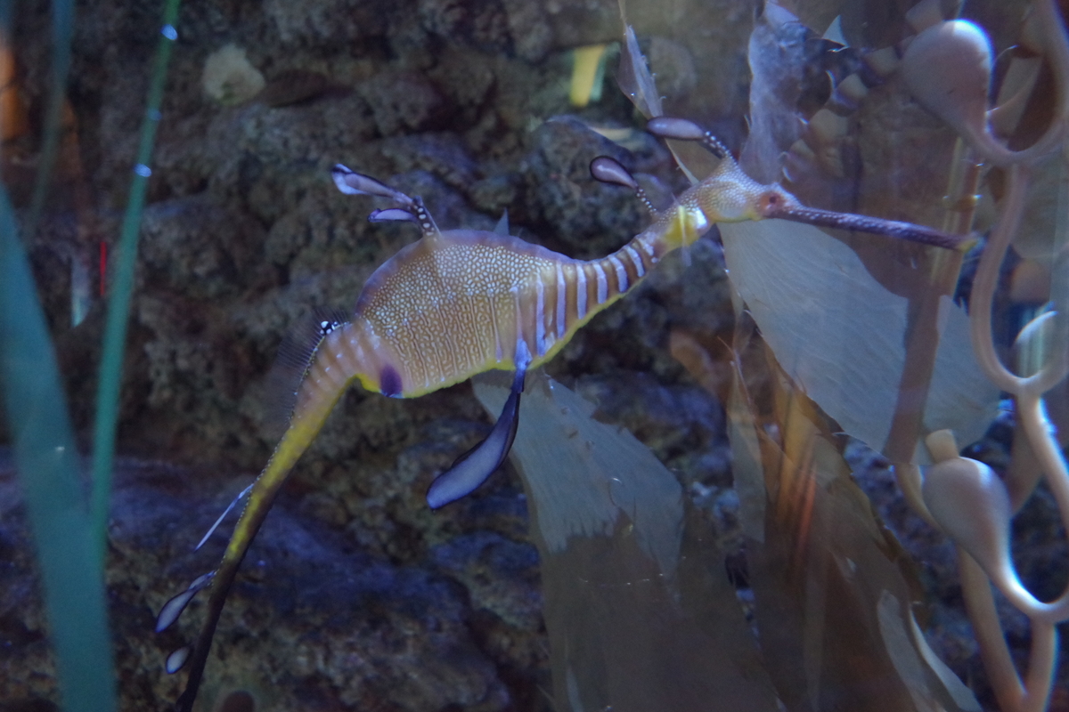 f:id:irukas980:20190822212705j:plain f:id:irukas980:20190822212705j:plain