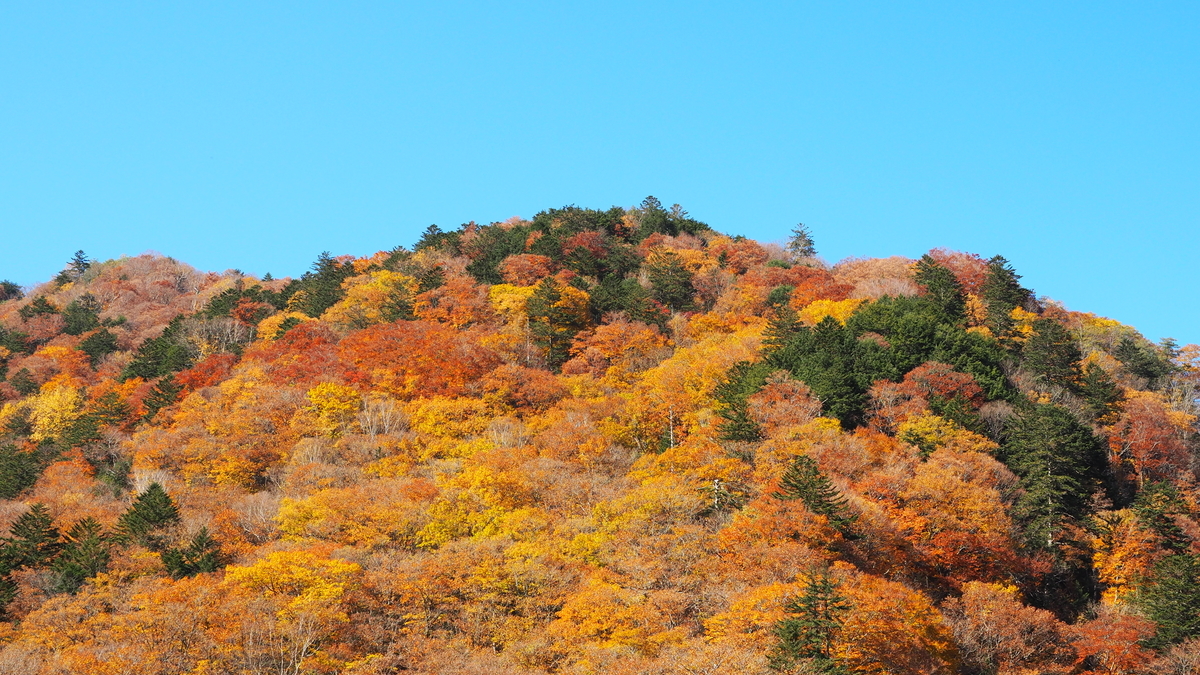 f:id:irukas980:20191207195550j:plain f:id:irukas980:20191207195550j:plain