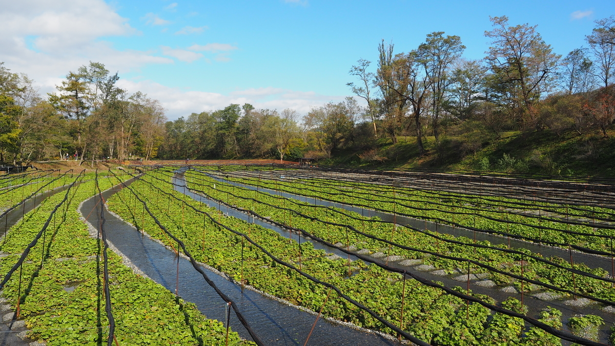 f:id:irukas980:20191207200954j:plain f:id:irukas980:20191207200954j:plain