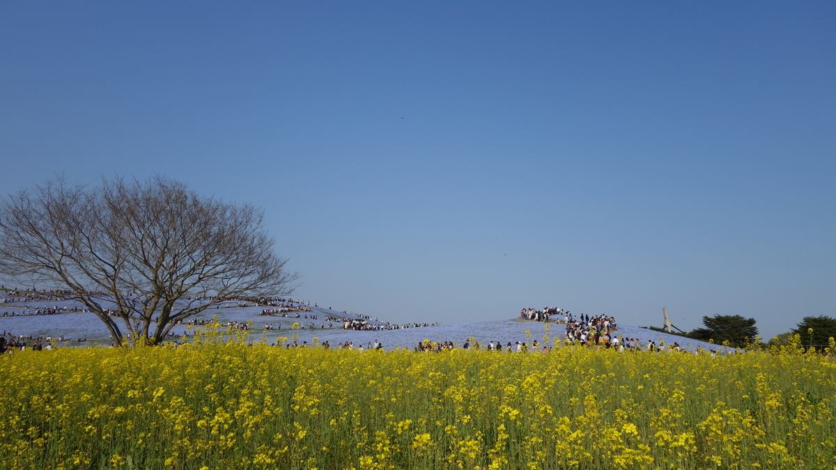 f:id:irukas980:20200329004550j:plain