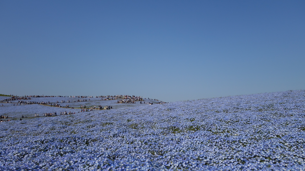 f:id:irukas980:20200329004659j:plain