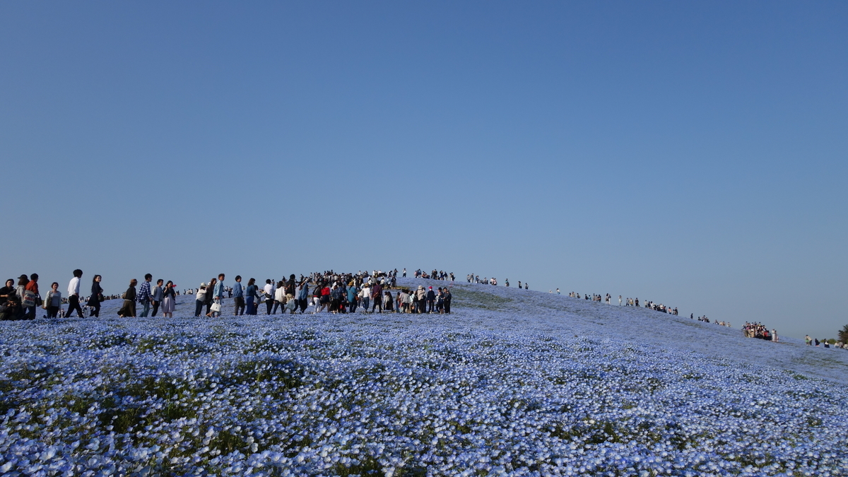 f:id:irukas980:20200329005118j:plain