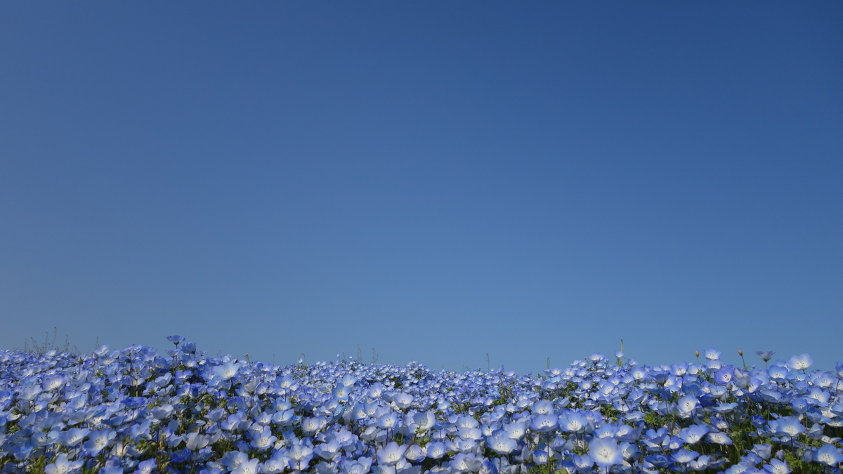 f:id:irukas980:20200329005418j:plain