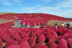 f:id:irukas980:20200329010458j:plain