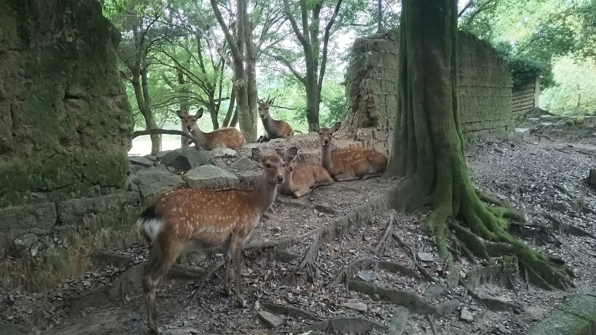 f:id:irukas980:20200419231616j:plain