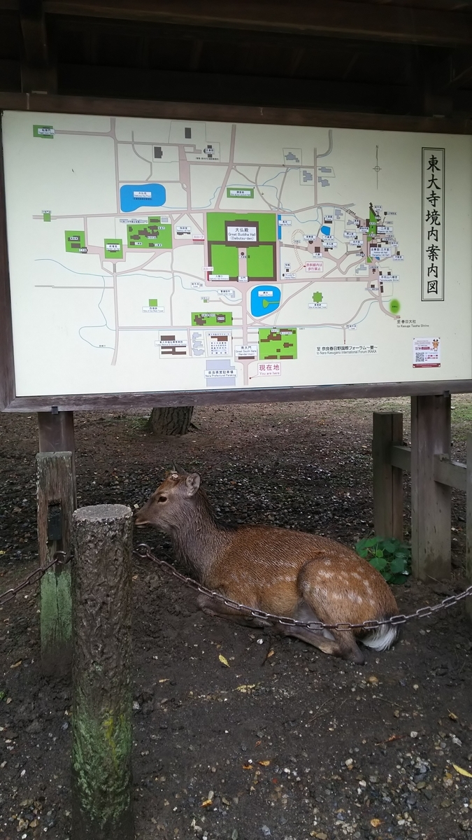 f:id:irukas980:20200420000506j:plain