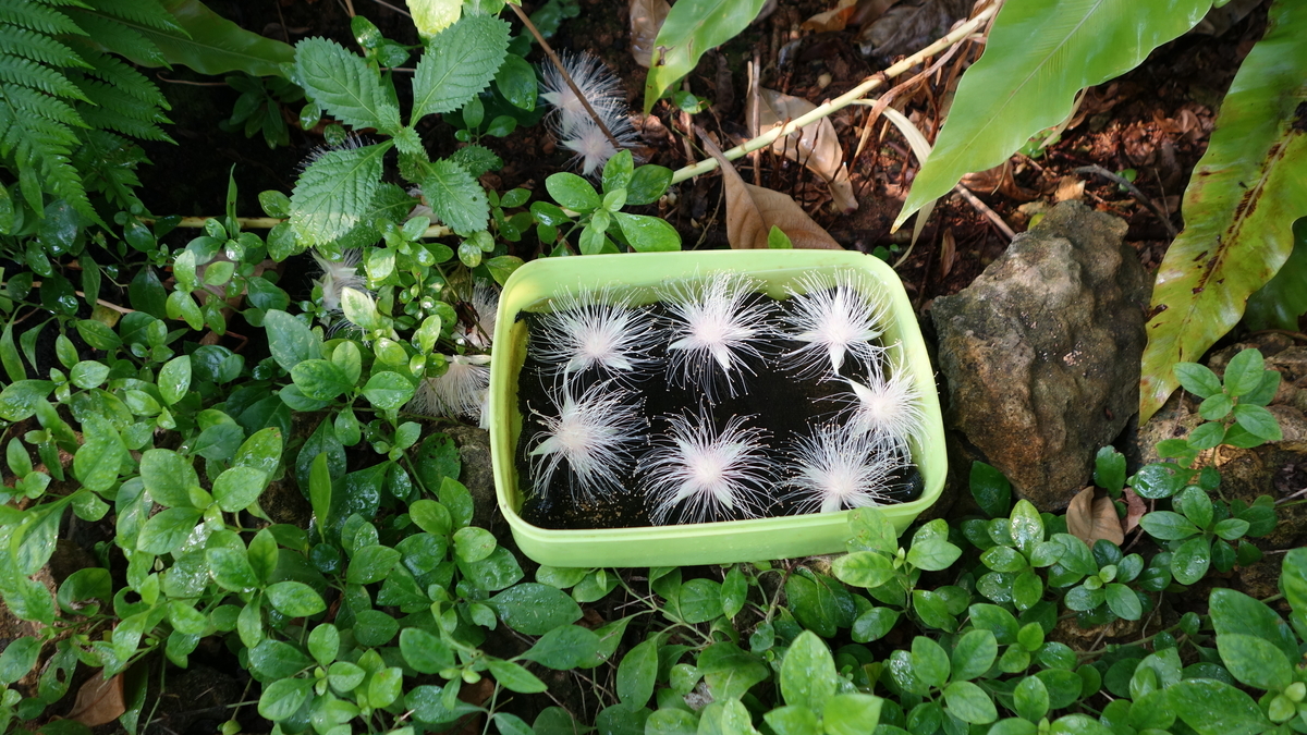 f:id:irukas980:20200518230929j:plain f:id:irukas980:20200518230929j:plain