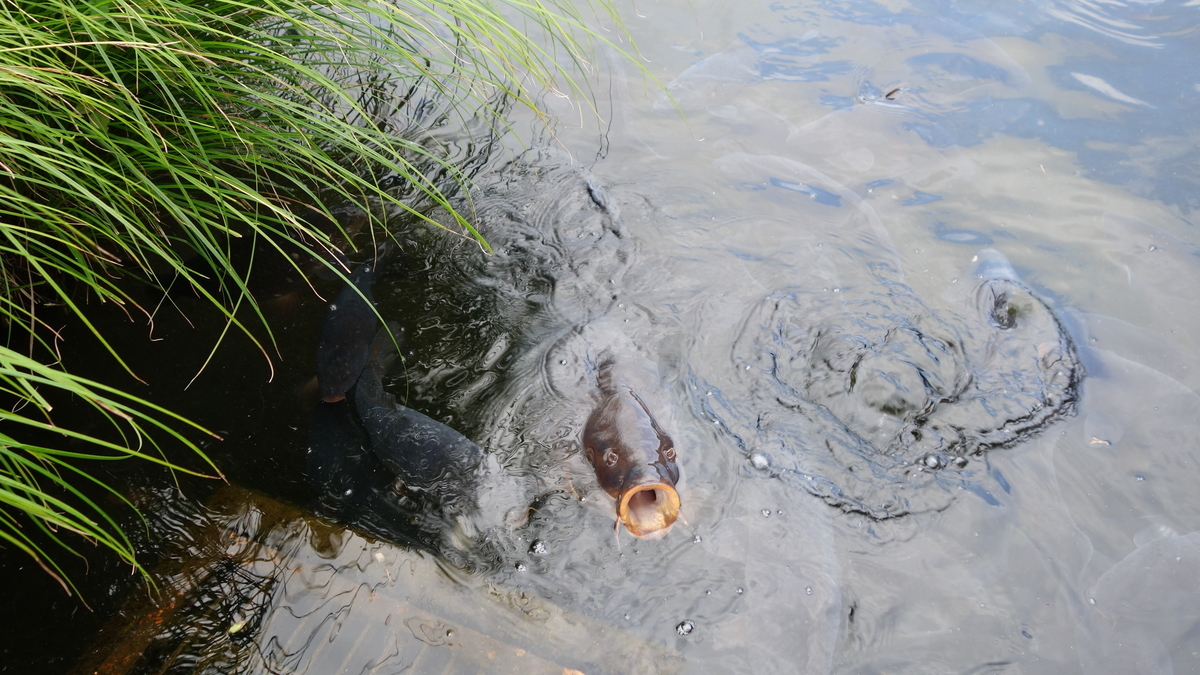 f:id:irukas980:20200902231525j:plain f:id:irukas980:20200902231525j:plain