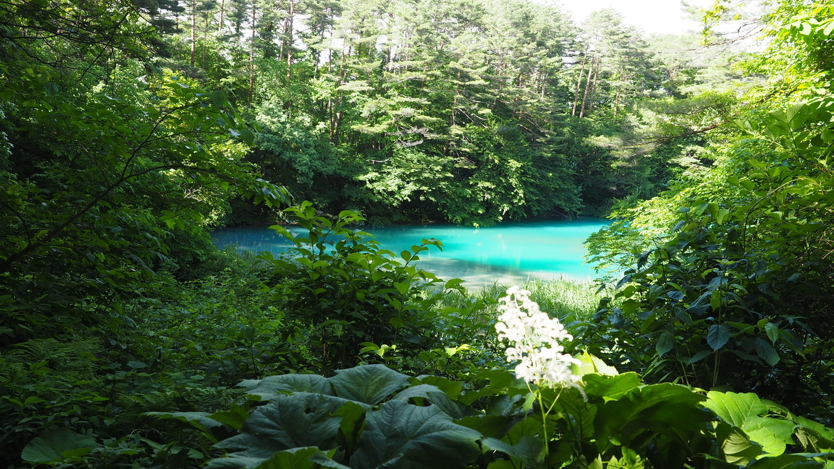 f:id:irukas980:20200912103118j:plain