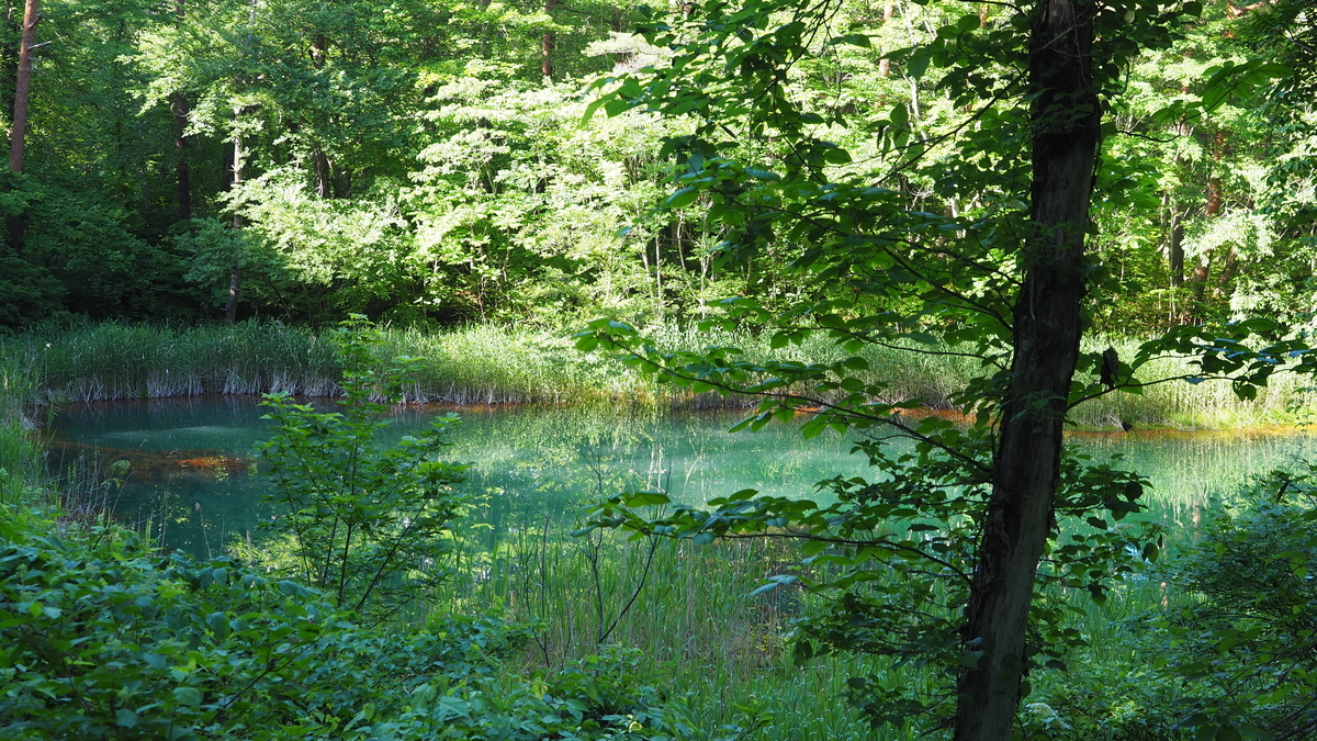 f:id:irukas980:20200912104129j:plain