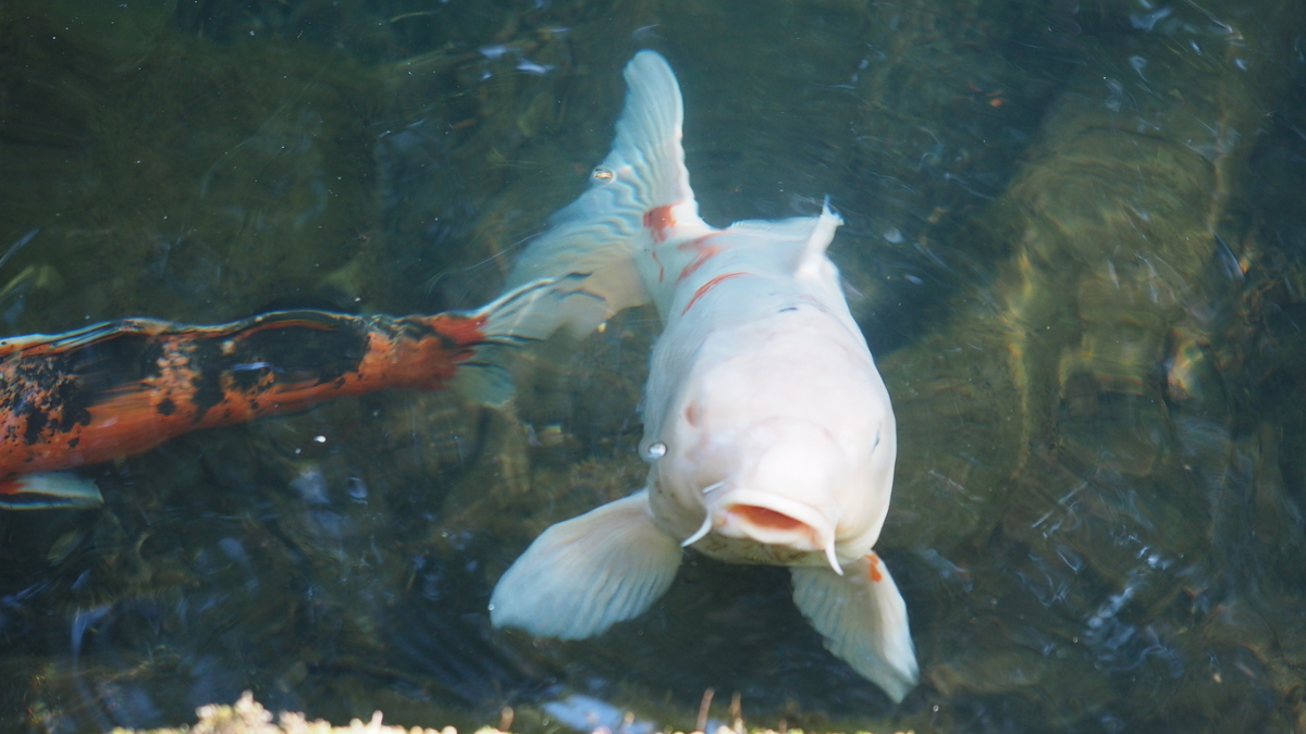 f:id:irukas980:20200912104552j:plain