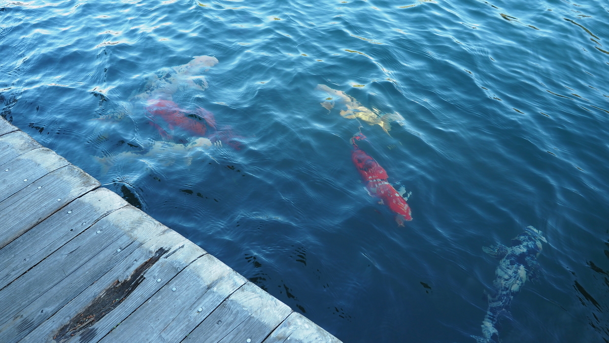 f:id:irukas980:20200912105222j:plain