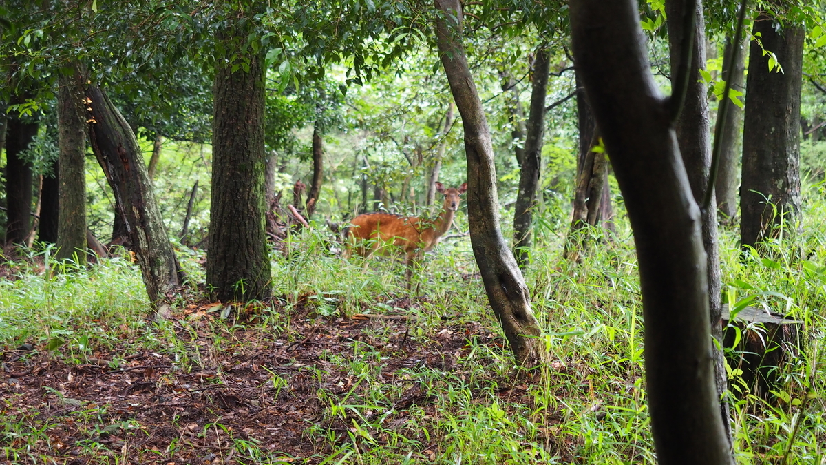 f:id:irukas980:20201028000649j:plain f:id:irukas980:20201028000649j:plain