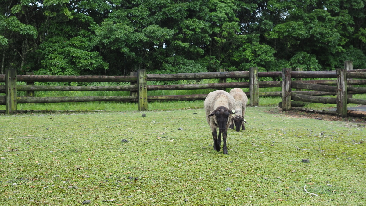 f:id:irukas980:20201028001233j:plain f:id:irukas980:20201028001233j:plain