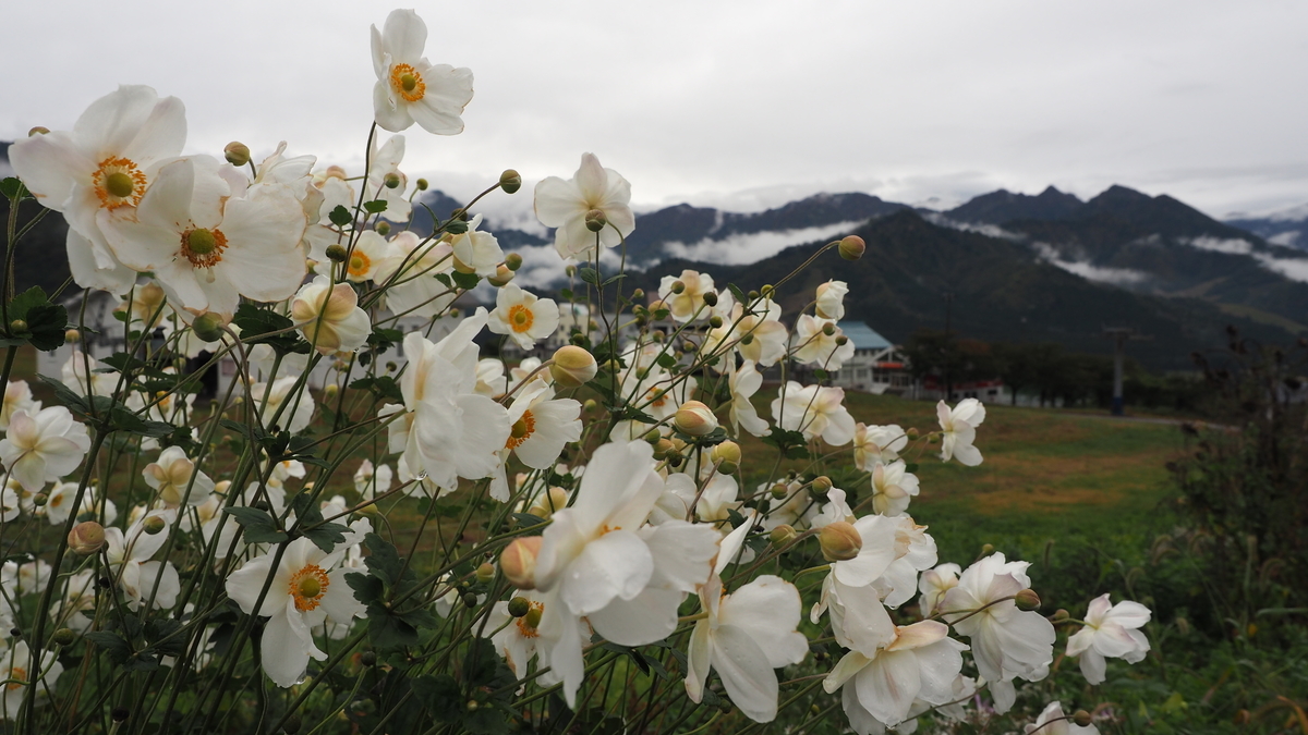 f:id:irukas980:20210116190755j:plain