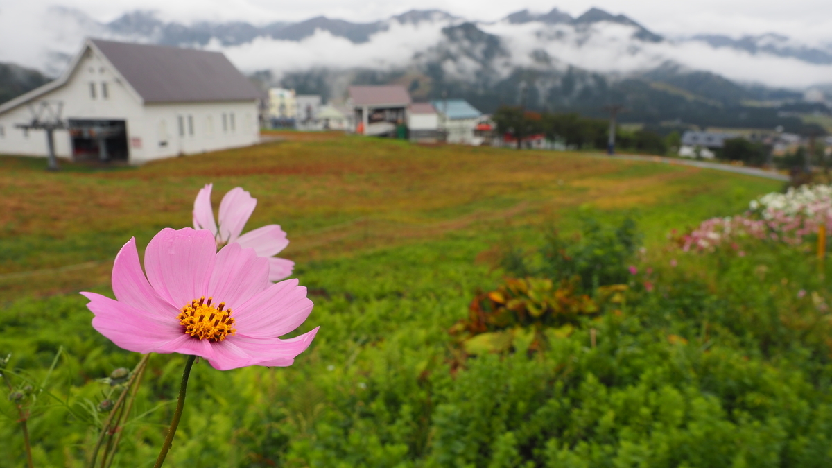 f:id:irukas980:20210116190814j:plain