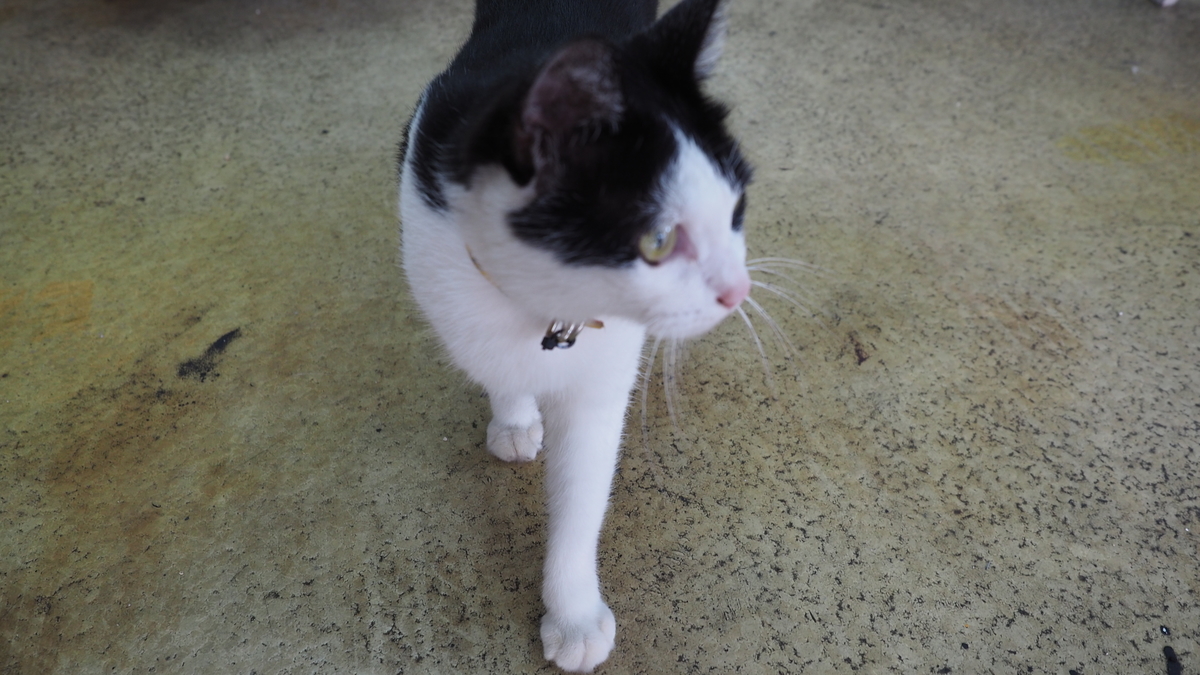 f:id:irukas980:20210313232644j:plain