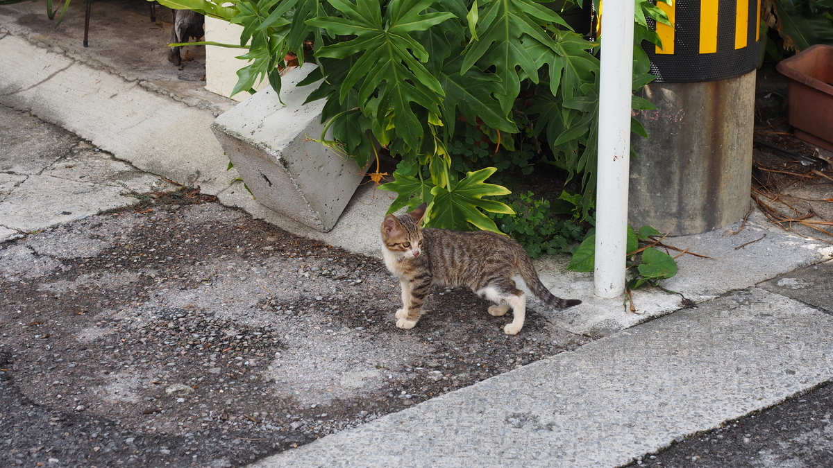 f:id:irukas980:20210313233251j:plain