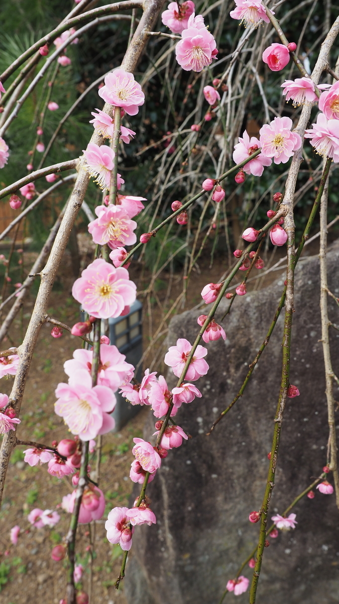 f:id:irukas980:20210704080728j:plain