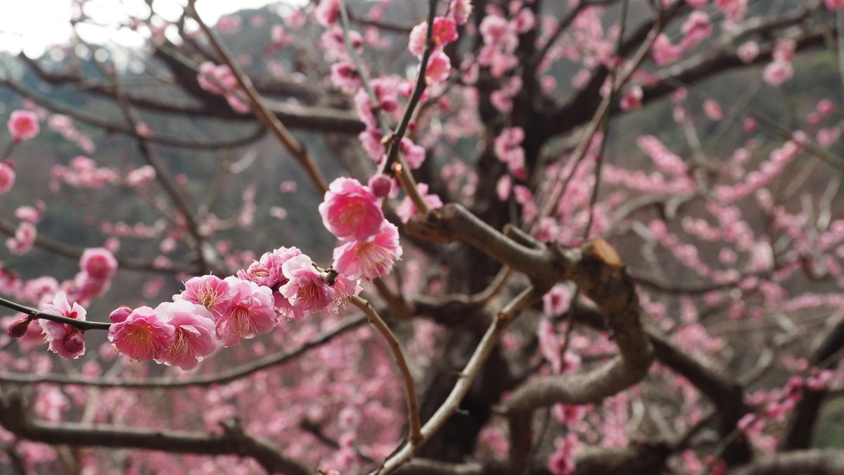 f:id:irukas980:20210704080808j:plain