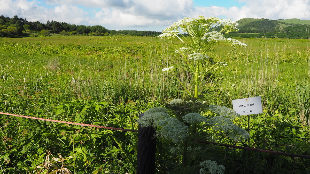 f:id:irukas980:20210905085323j:plain