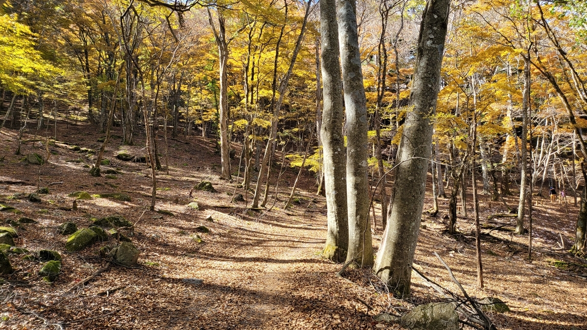 f:id:irukas980:20211213004803j:plain