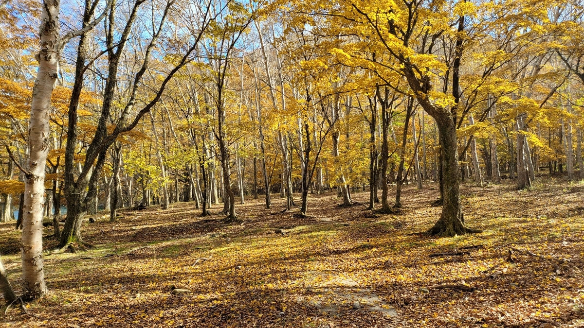 f:id:irukas980:20211213004926j:plain