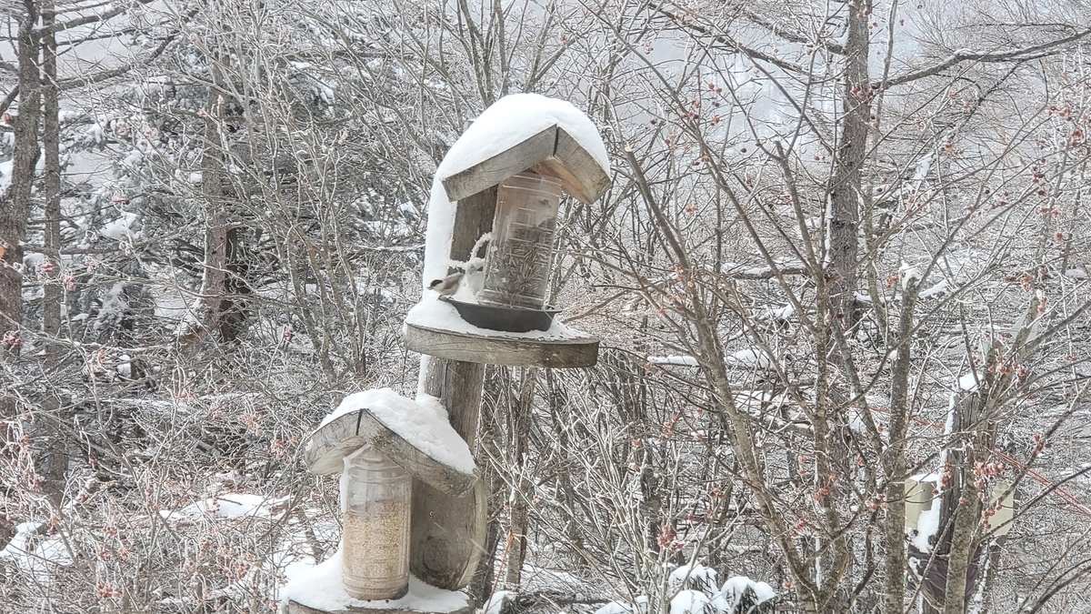 f:id:irukas980:20220120230356j:plain