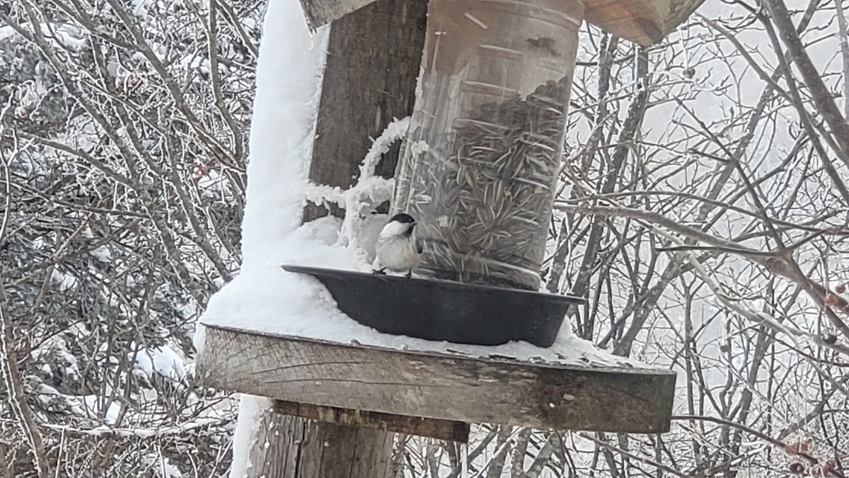 f:id:irukas980:20220120230732j:plain