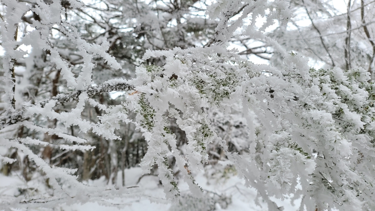 f:id:irukas980:20220120230937j:plain